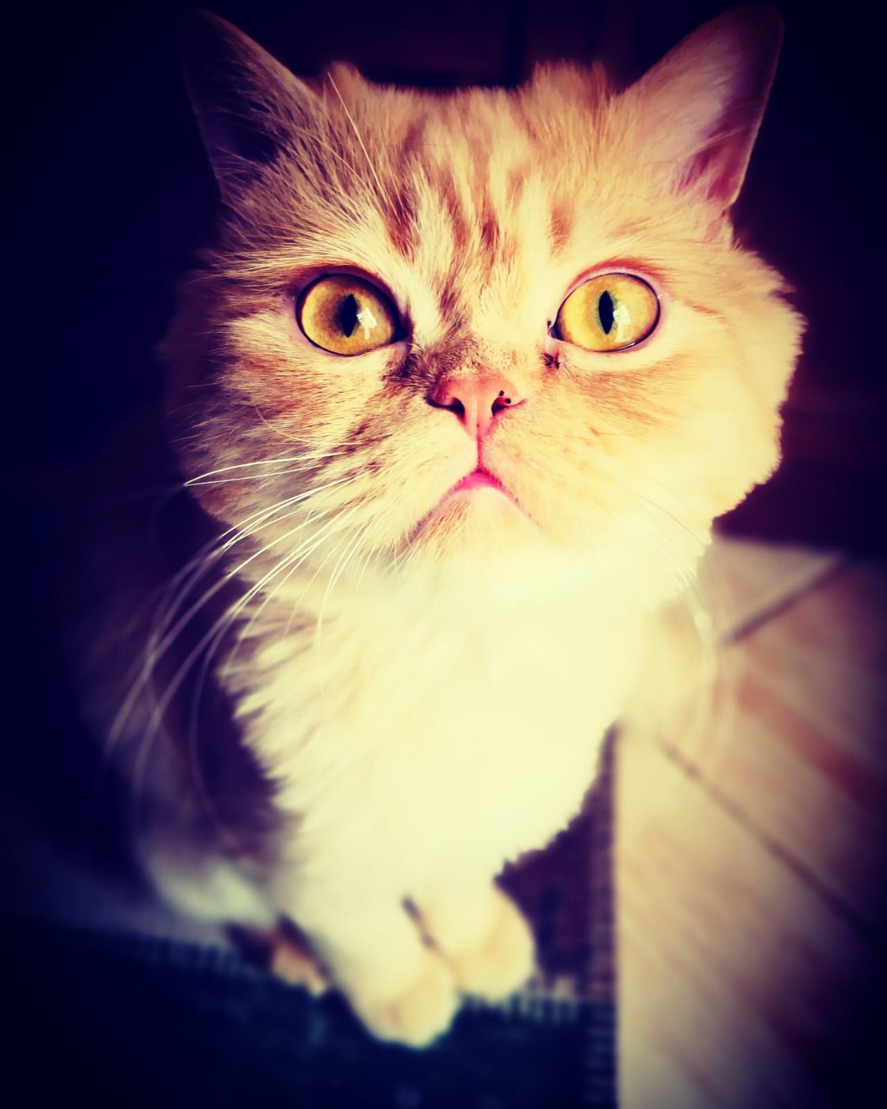 Kedi Günü Kedi Günü